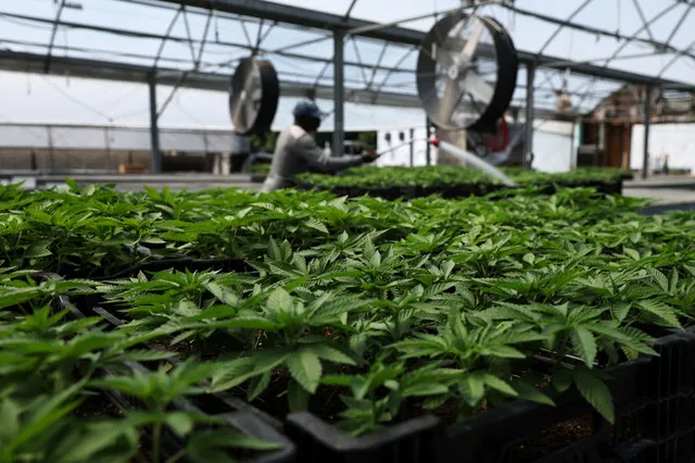 Major cannabis firms saw shares drop up to 10 percent today after an initial rally. Investors remain cautious as the federal reclassification currently applies only to medical products.